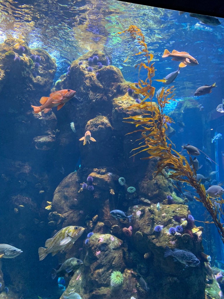Steinheart Aquarium, California Academy of Sciences