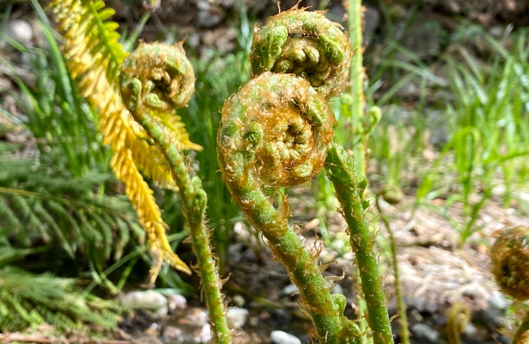 Fern plants in Pinnacles National Park